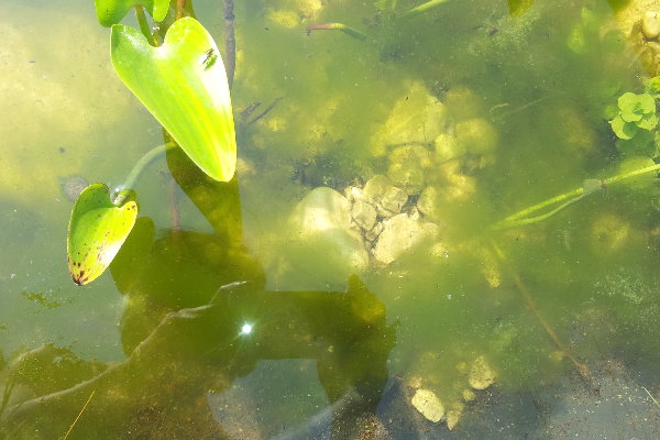 Phosphat im Teich