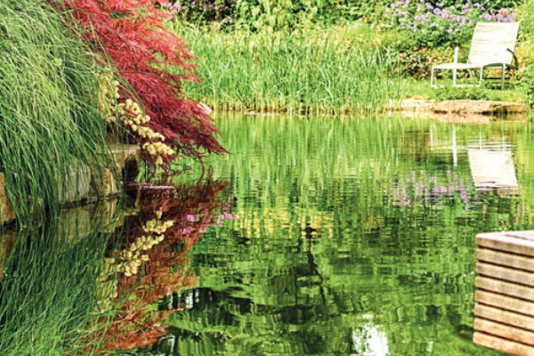 Frühling im Teich